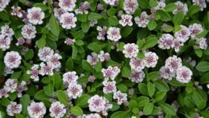 Alternative al prato: piante tappezzanti facili da curare per giardini soleggiati e ombreggiati