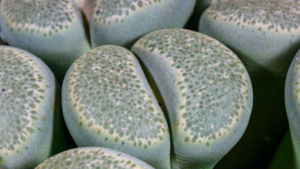 Lithops lesliei: tutto ciò che c’è da sapere su questa succulenta