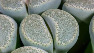 Lithops lesliei: tutto ciò che c’è da sapere su questa succulenta