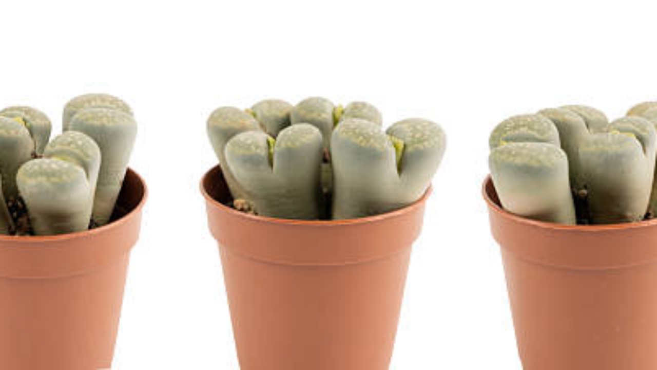 Lithops lesliei in vaso