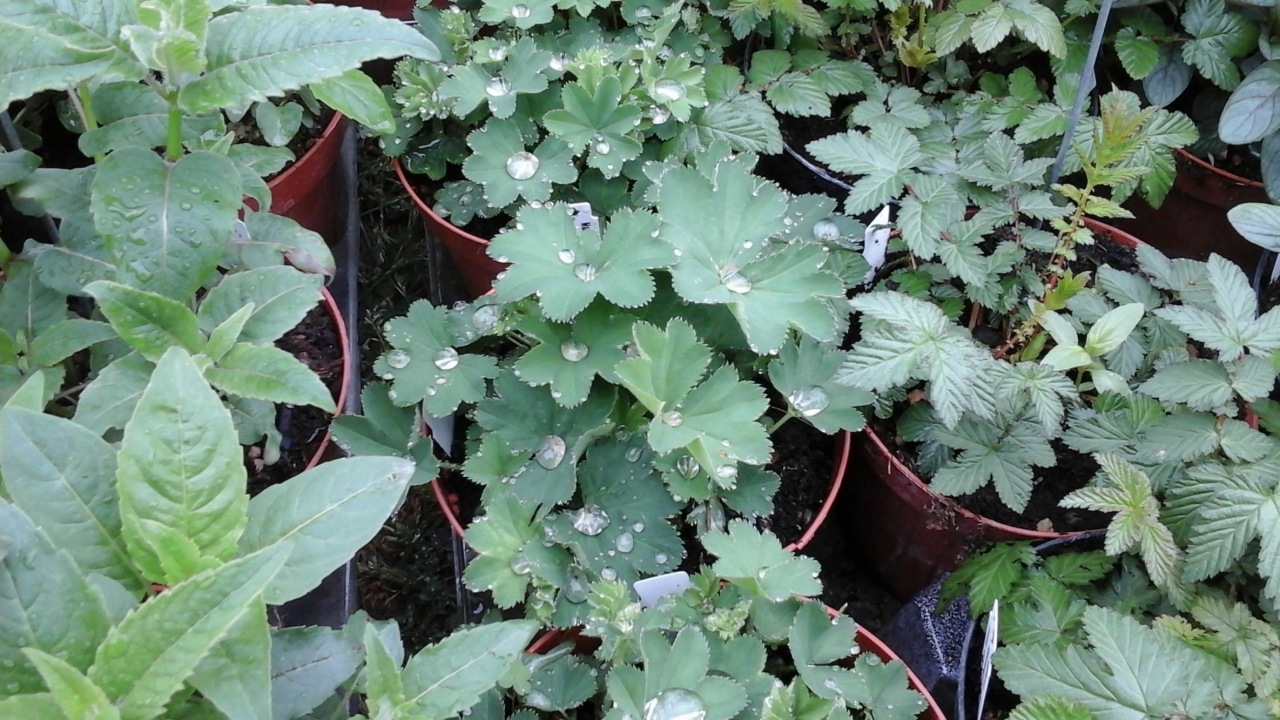 Mantello della signora: Alchemilla