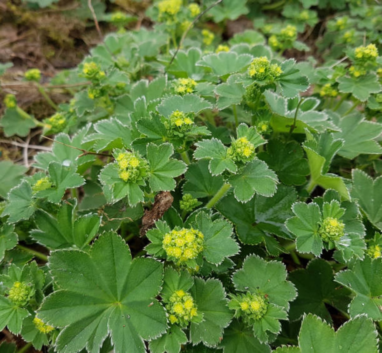 Mantello della signora: Alchemilla