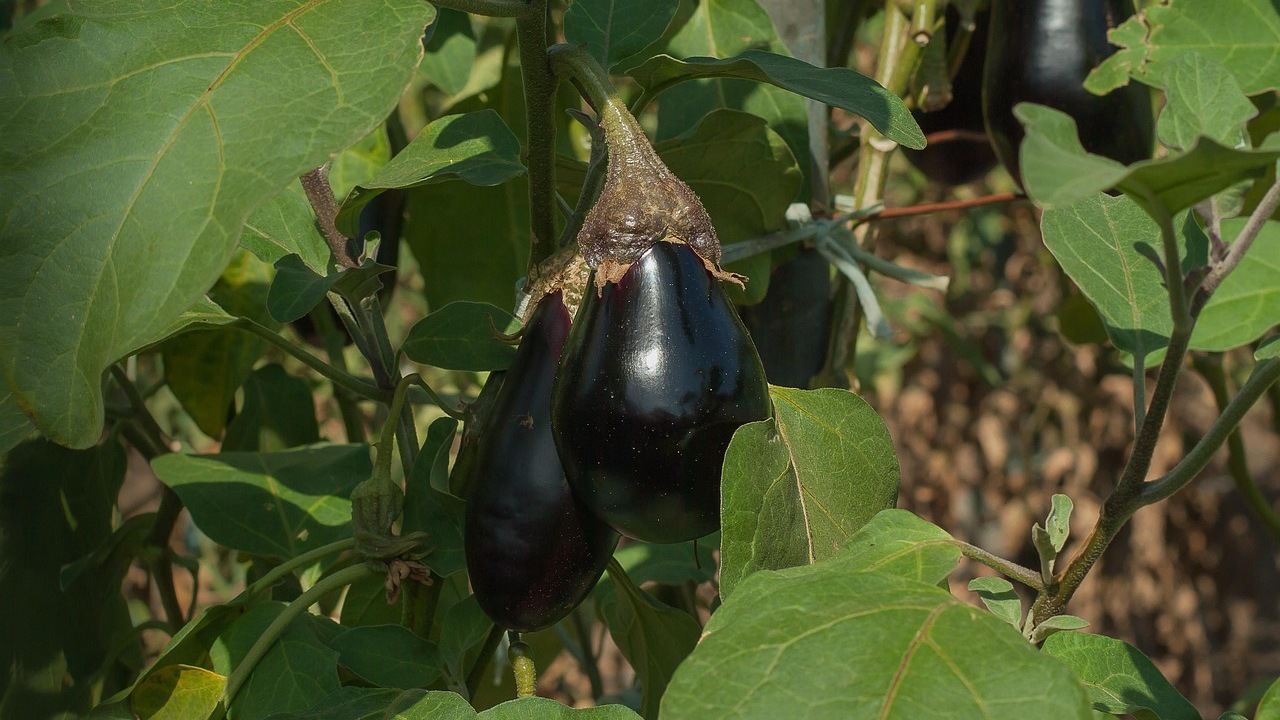 Melanzane: come coltivarle in giardino