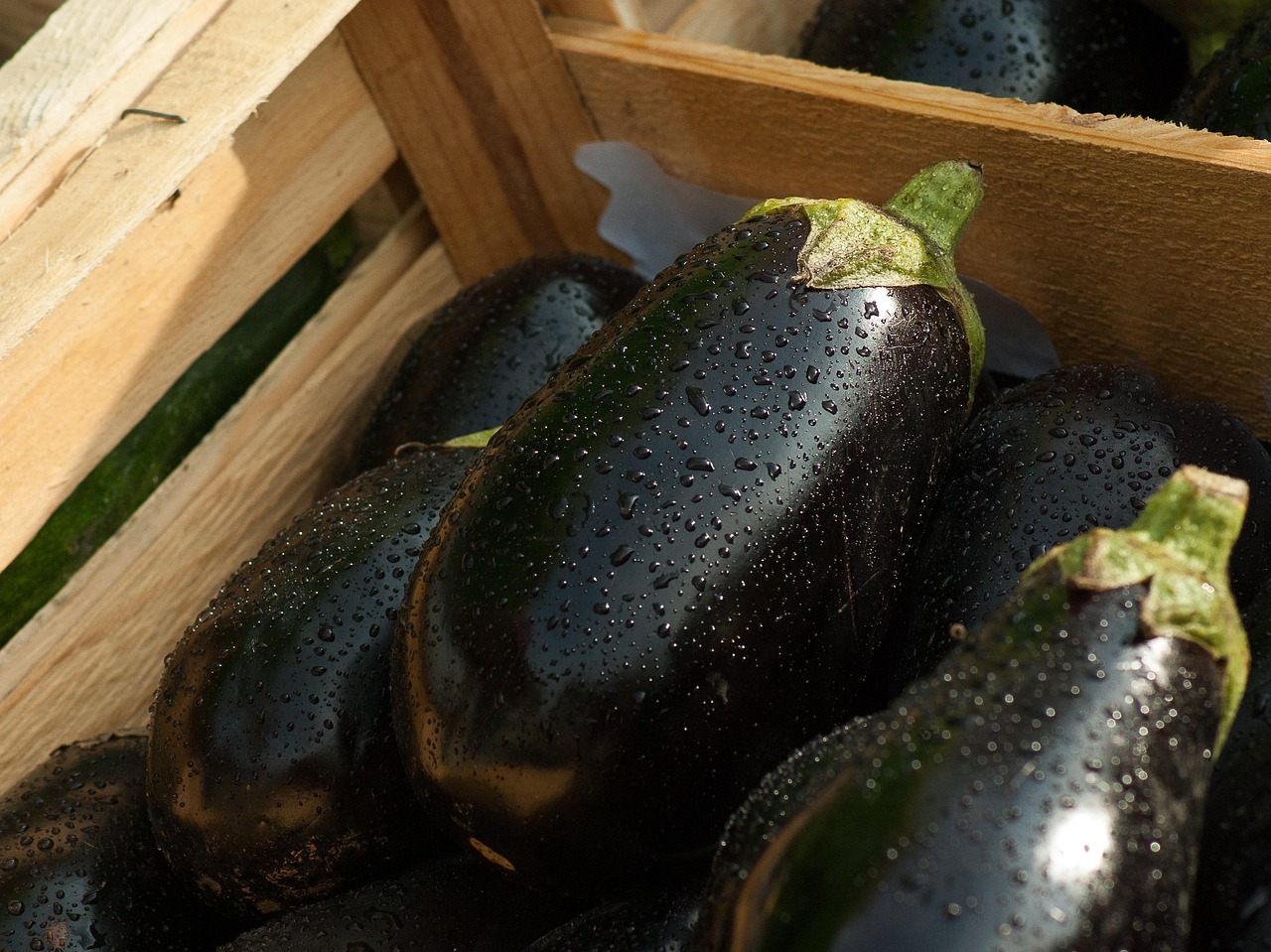 Melanzane: come coltivarle in giardino