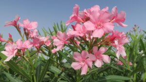 Come curare gli oleandri per una fioritura duratura e rigogliosa