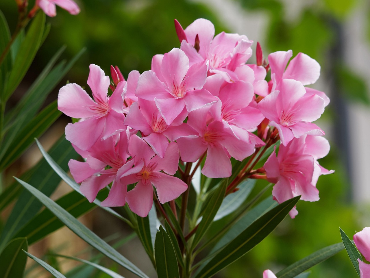 Oleandri: fiori estivi