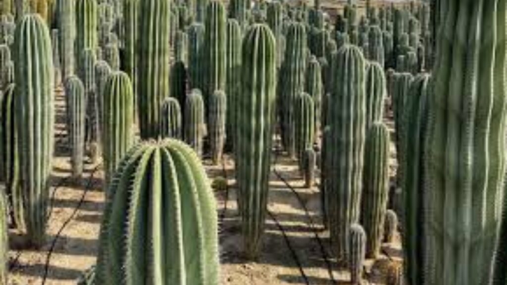 Pachycereus: proprietà e benefici di questa pianta grassa