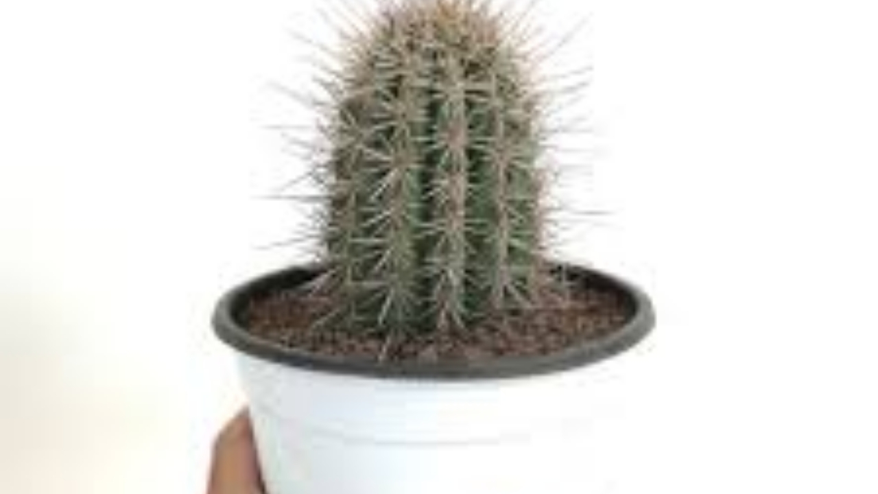 Pachycereus in vaso