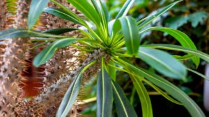 Pachypodium: curiosità, usi e cure di questa pianta grassa