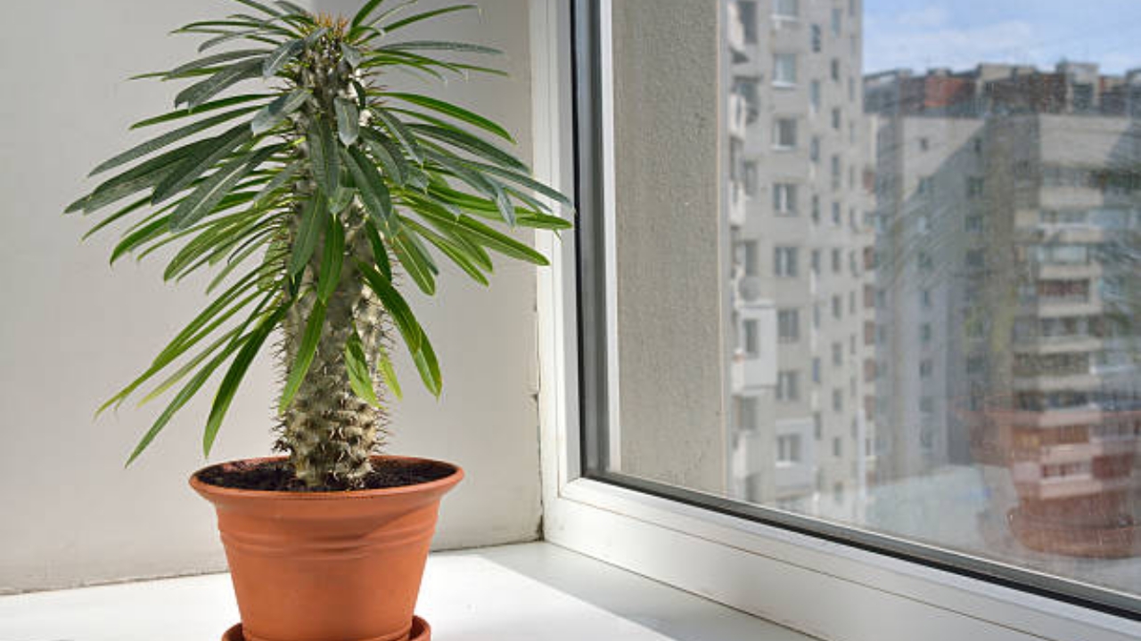 Pachypodium in vaso