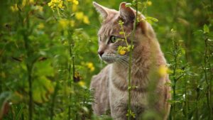 Piante tossiche per cani e gatti: l’elenco da conoscere per tenerli al sicuro