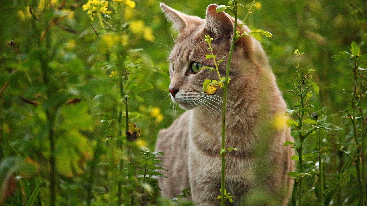 Piante tossiche per gli animali domestici