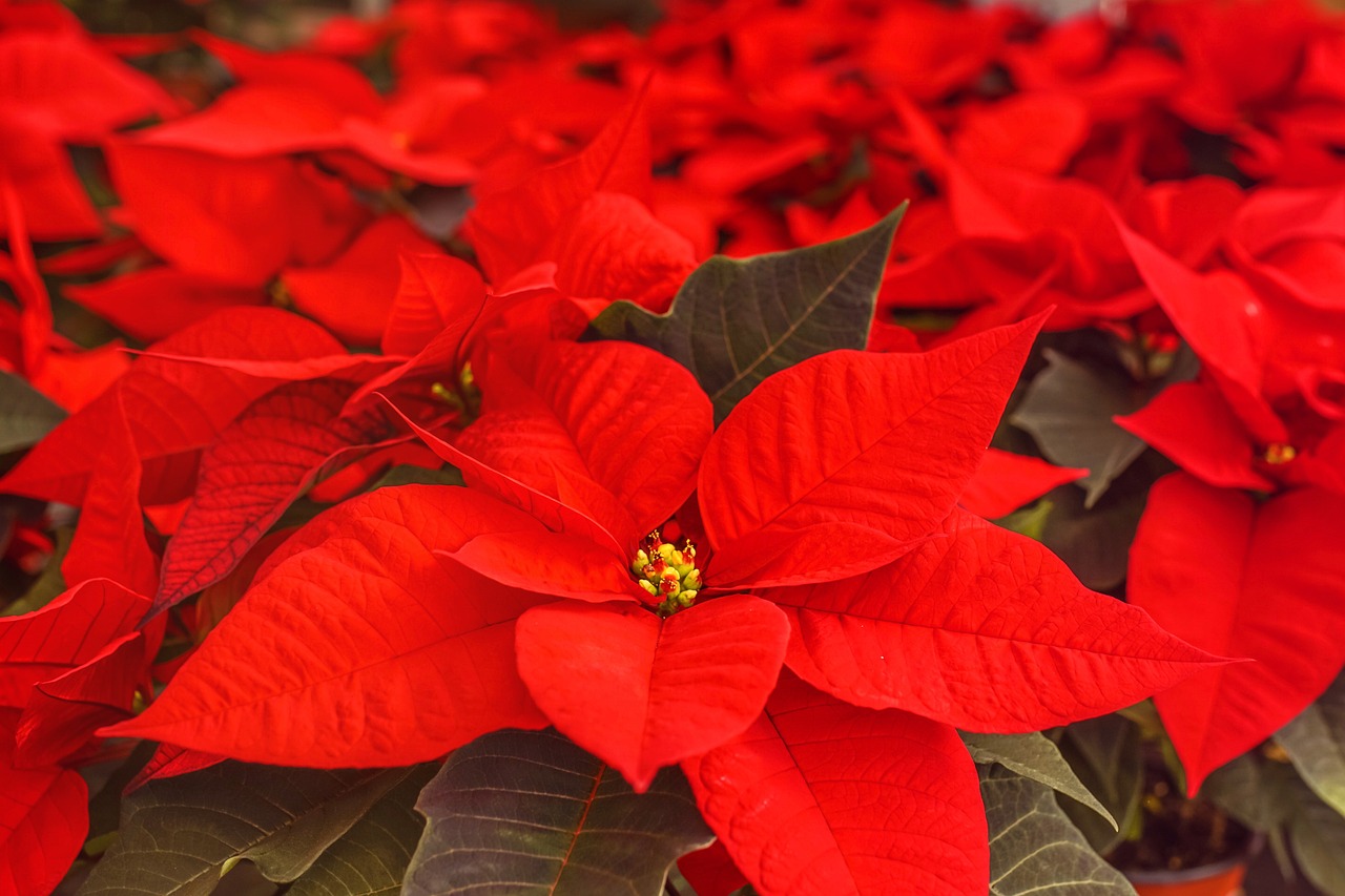 Piante tossiche: stella di natale