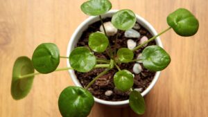 Pilea: guida semplice per farla crescere forte e rigogliosa