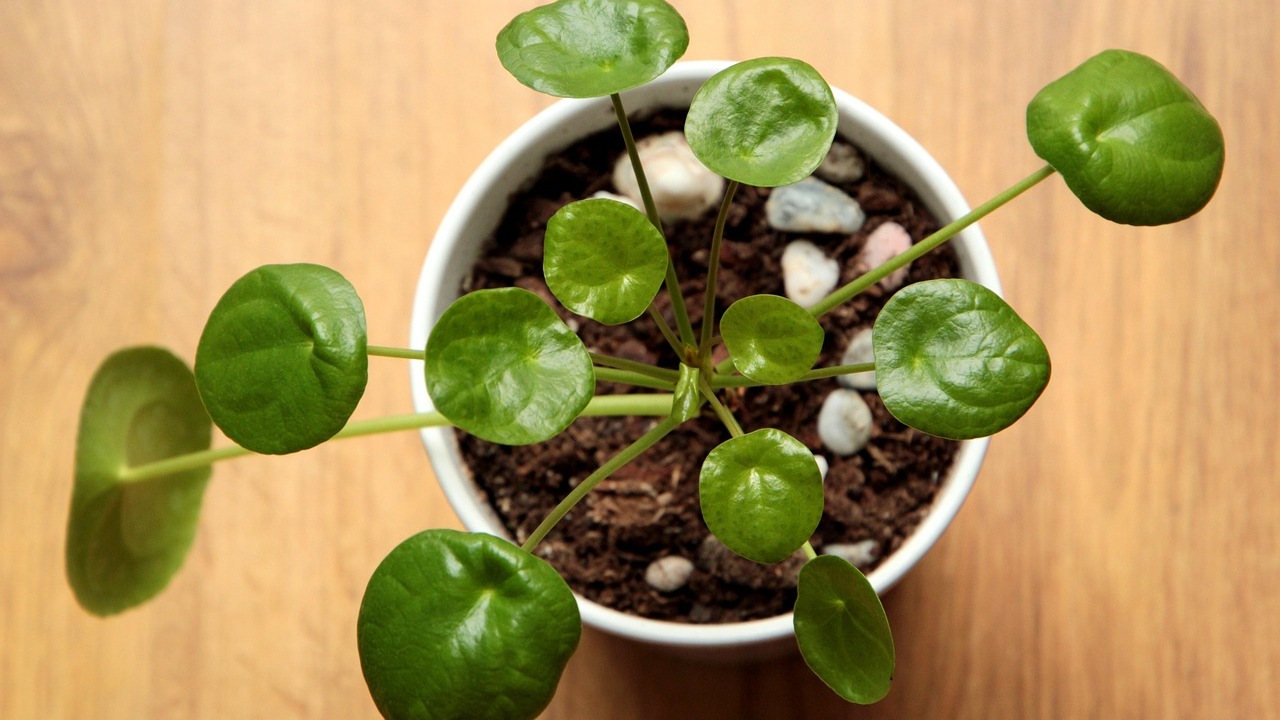 Pilea: pianta delle monete