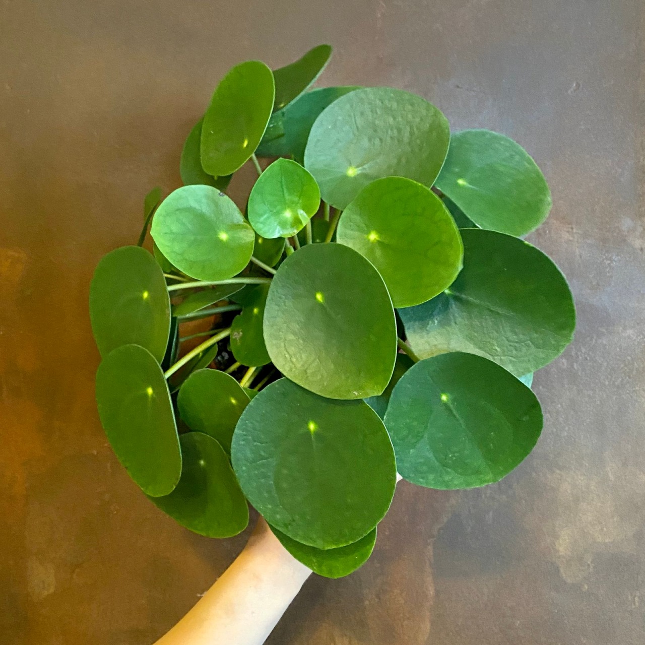 Pilea: pianta delle monete