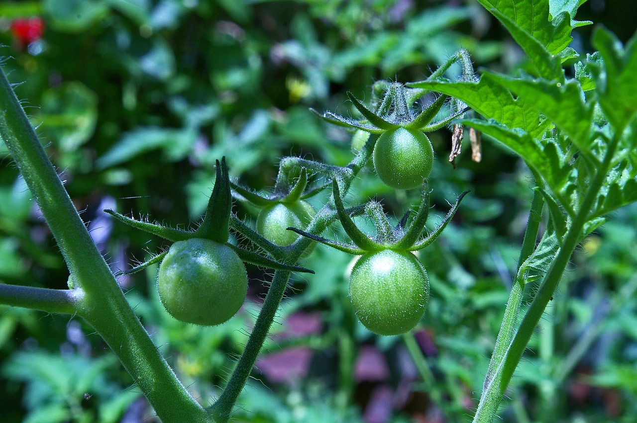 Pomodori: quando escono i fiori?