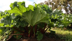 Letame di rabarbaro: un rimedio naturale per proteggere le piante dagli insetti