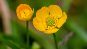 Un ranuncolo da sogno: come coltivarlo e farlo fiorire al meglio