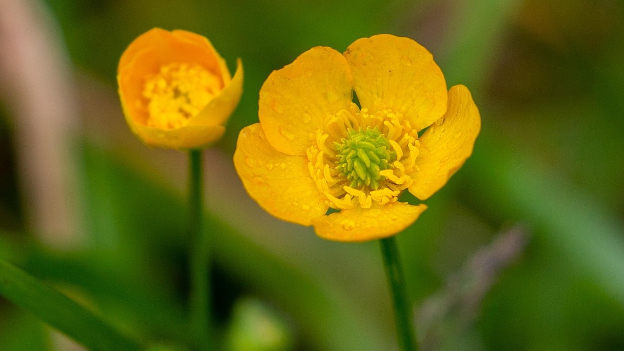 Ranuncolo: fiore vivace