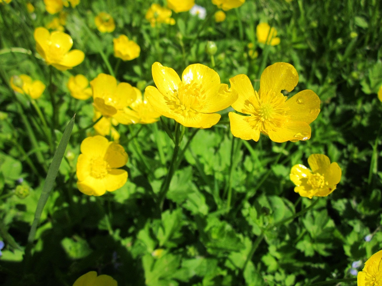 Ranuncolo: fiore colorato