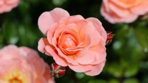 Rose in fiore: come farle sbocciare senza sosta per tutta l’estate