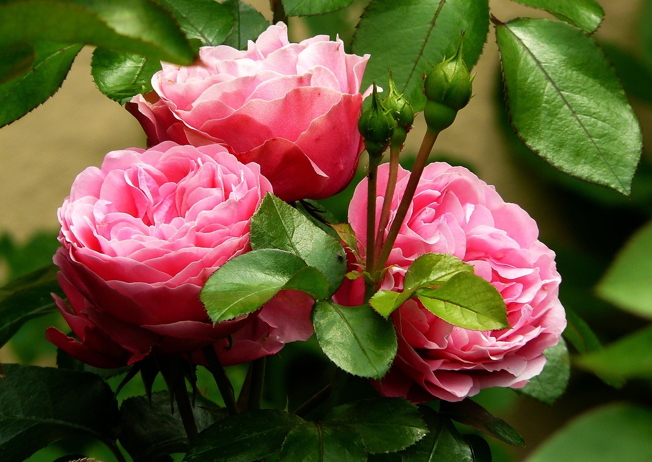 Rose fiorite