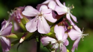 Saponaria officinalis: la pianta rustica dalle mille virtù per il benessere naturale