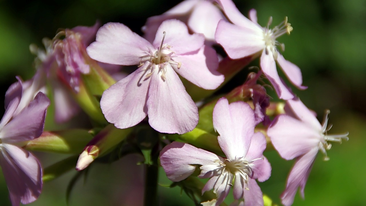 Saponaria officinalis e i suoi benefici