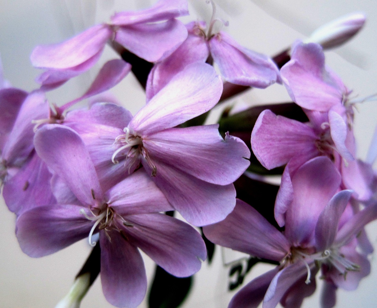 Saponaria officinalis e i suoi benefici