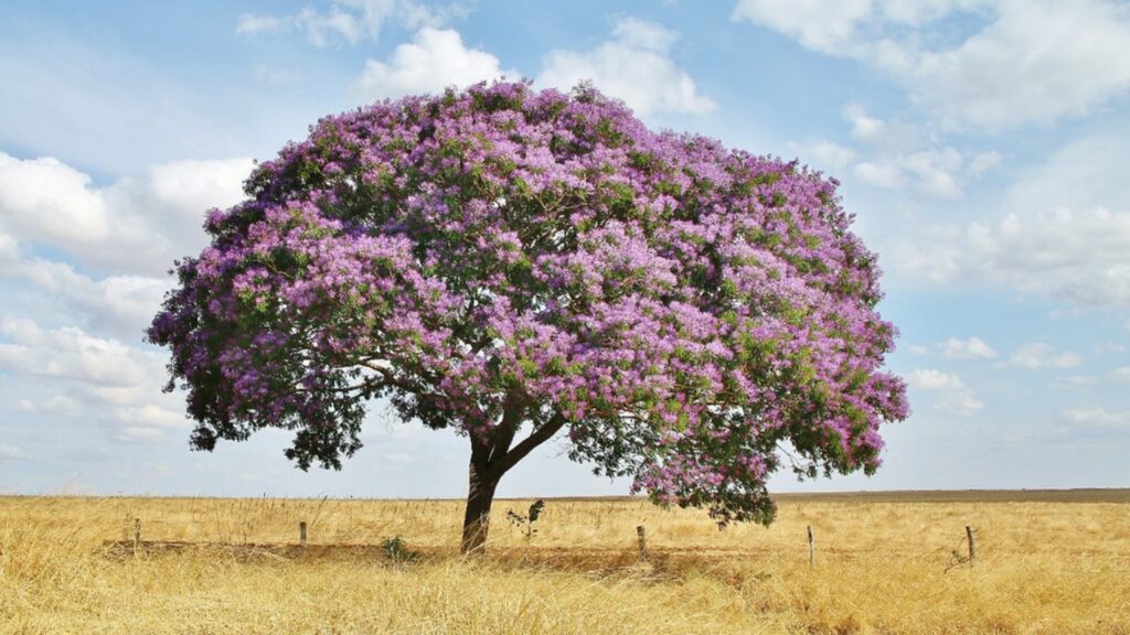 Sucupira: la pianta brasiliana ricca di benefici per articolazioni e benessere