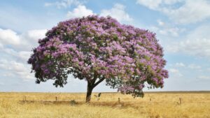 Sucupira: la pianta brasiliana ricca di benefici per articolazioni e benessere