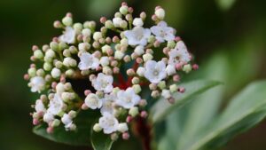 Viburnum tinus: come coltivarlo e valorizzarlo in giardino o in vaso