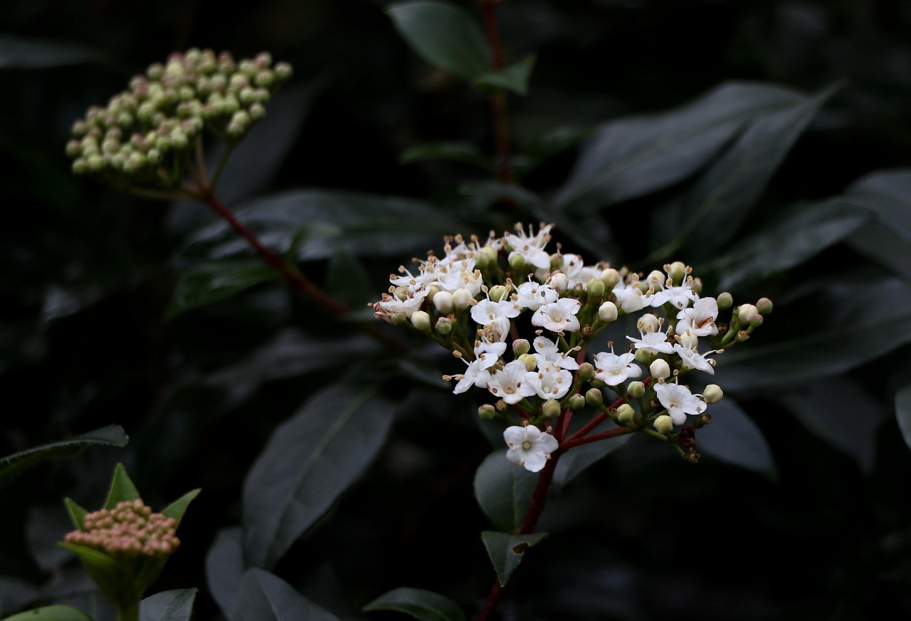 Viburnum tinus: come ottenere una fioritura rigogliosa