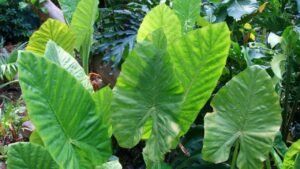 Piante con foglie grandi: idee scenografiche per ombra e mezz’ombra