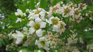 Xantocero: l’albero resistente e decorativo che il tuo giardino (ancora) non conosce