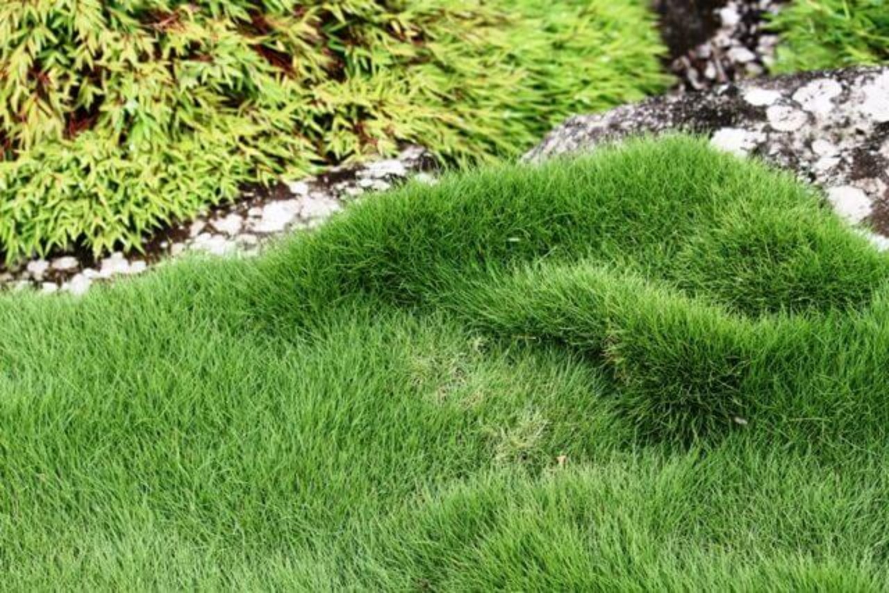 Zoysia tenuifolia: piante tappezzanti
