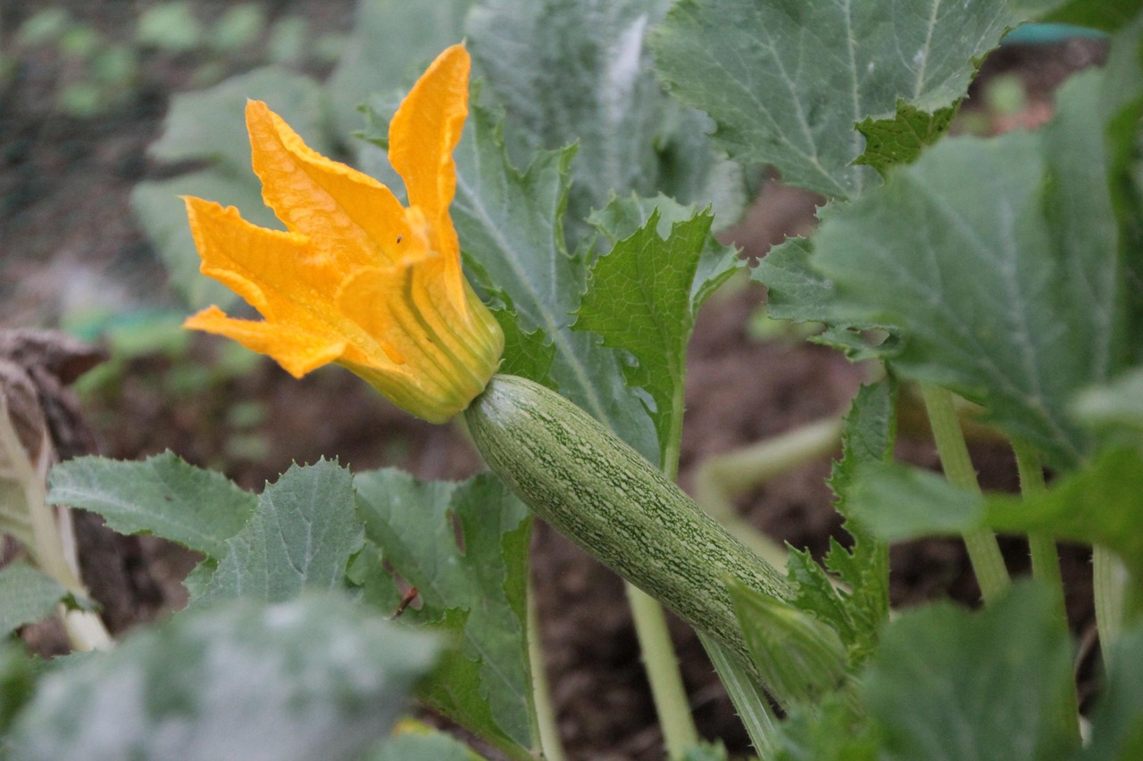 Zucchine: come coltivarle senza errori
