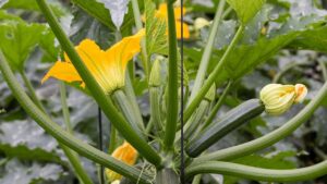 Coltivare zucchine senza errori: consigli pratici per un raccolto abbondante