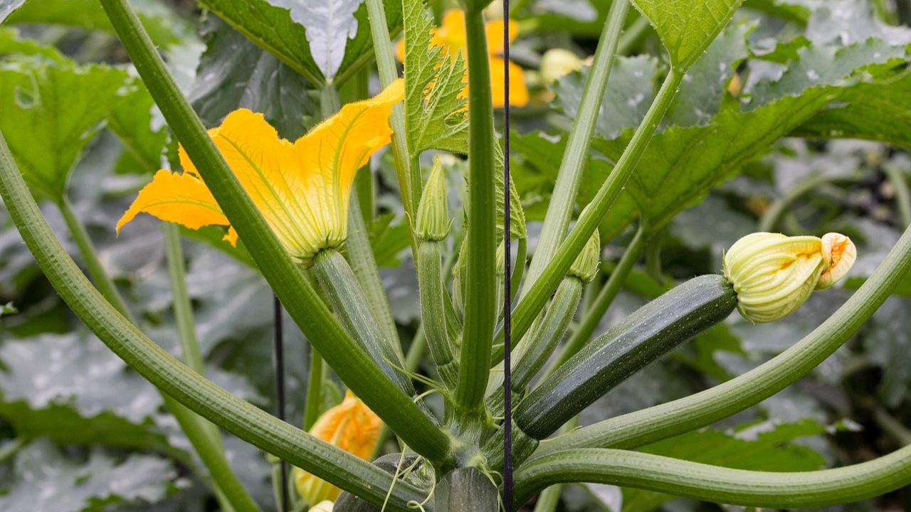 Zucchine: come coltivarle al meglio
