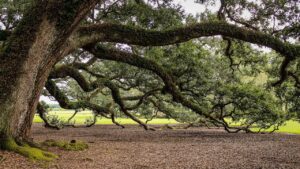 Mai più senza: gli alberi sempreverdi che non possono mancare in giardino