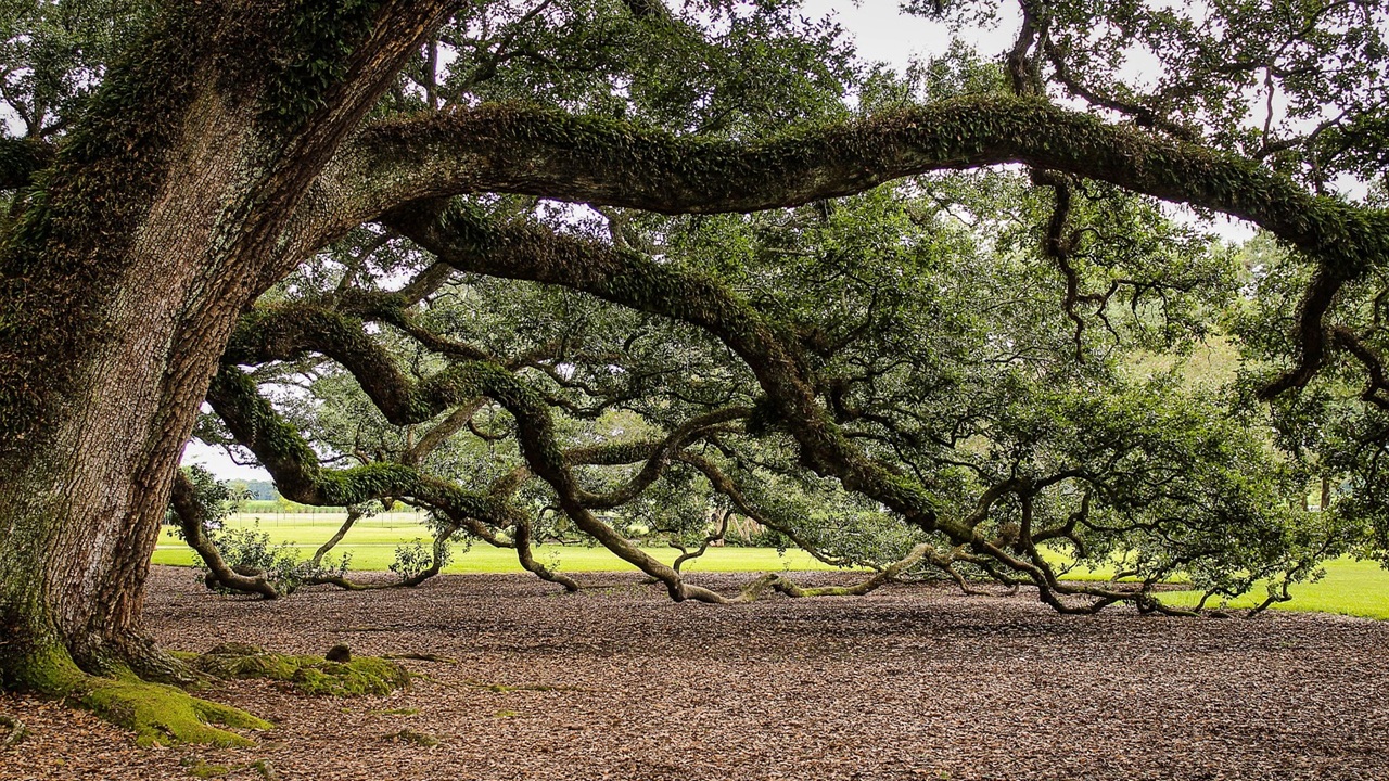 alberi sempreverdi leccio virginia
