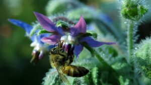 Borragine: trucchi e segreti per piantare questa erba aromatica amata dalle api