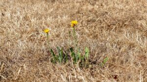 Il caldo torrido estivo fa bene al giardino? La risposta vi sorprenderà