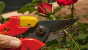 Cesoie da potatura e forbici da giardino non sono la stessa cosa: le differenze