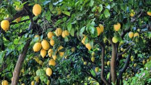 Come usare un cetriolo per propagare un albero di limoni: il trucco virale