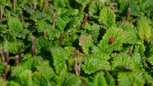 Coppie di piante da coltivare insieme per creare combo perfette (e giardini felici)