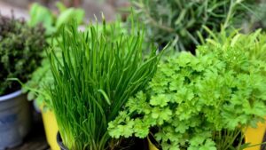Le erbe aromatiche che non bisogna mai piantare insieme