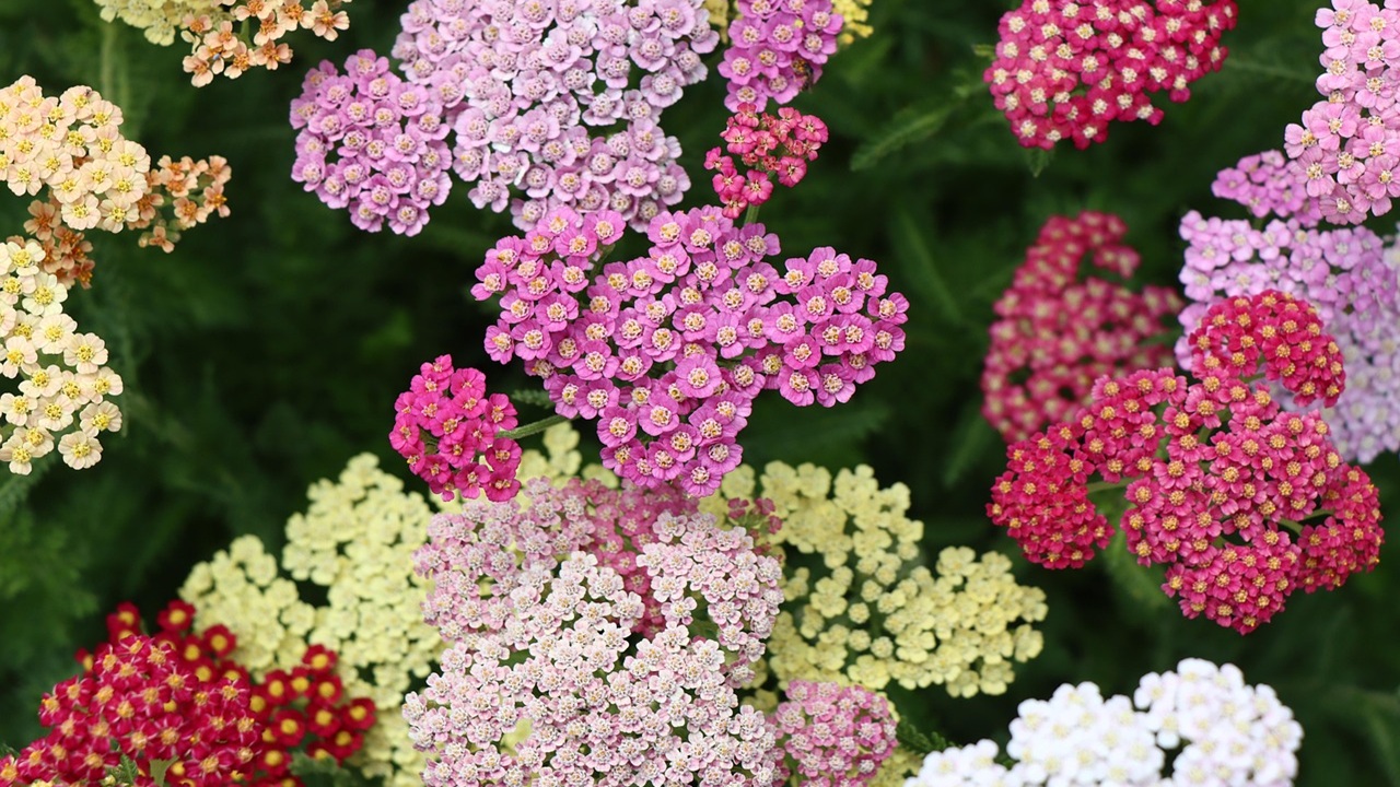 fiori caldo achillea