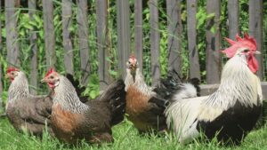 Come evitare che polli e galline ornamentali si trasformino in distruttori dei giardini